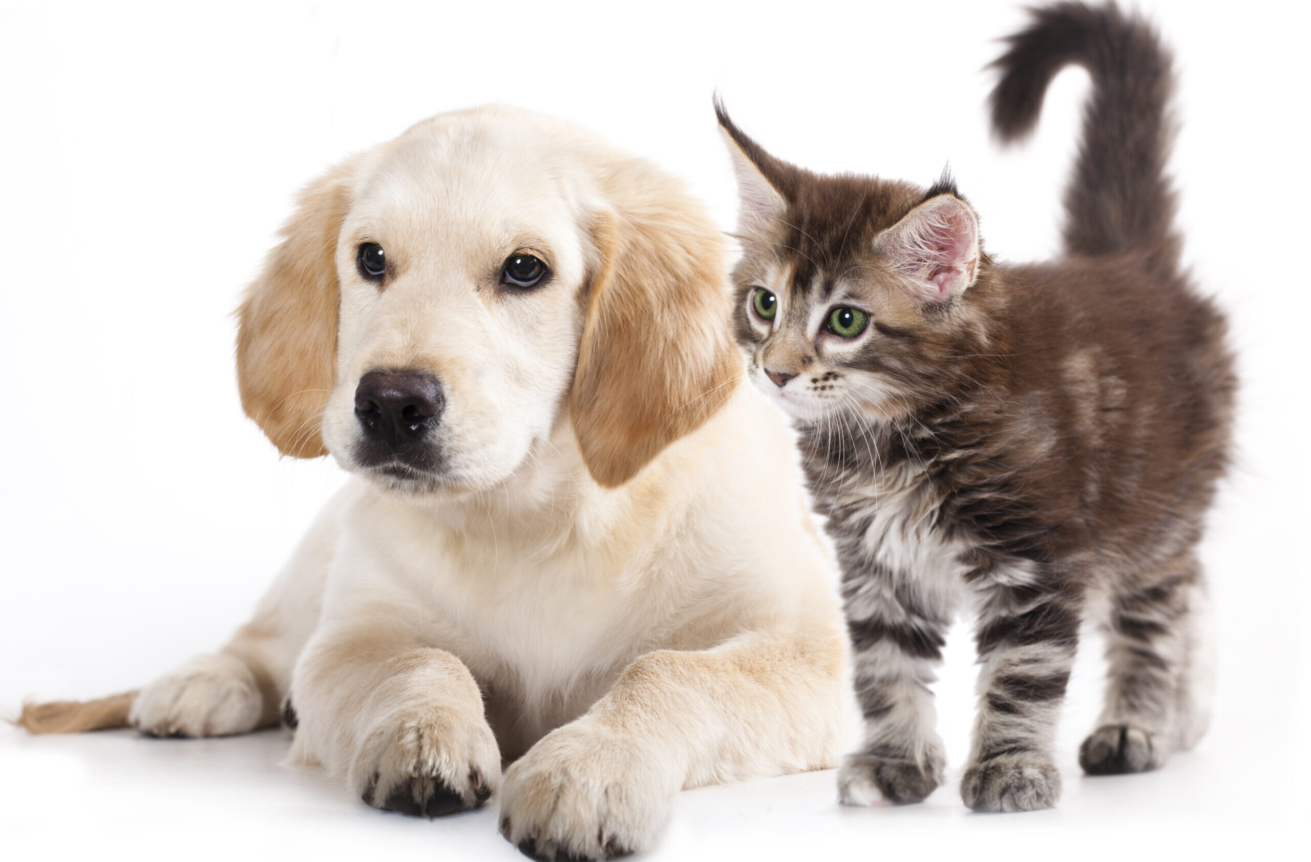 Pet Care Genuine Care Home Care
